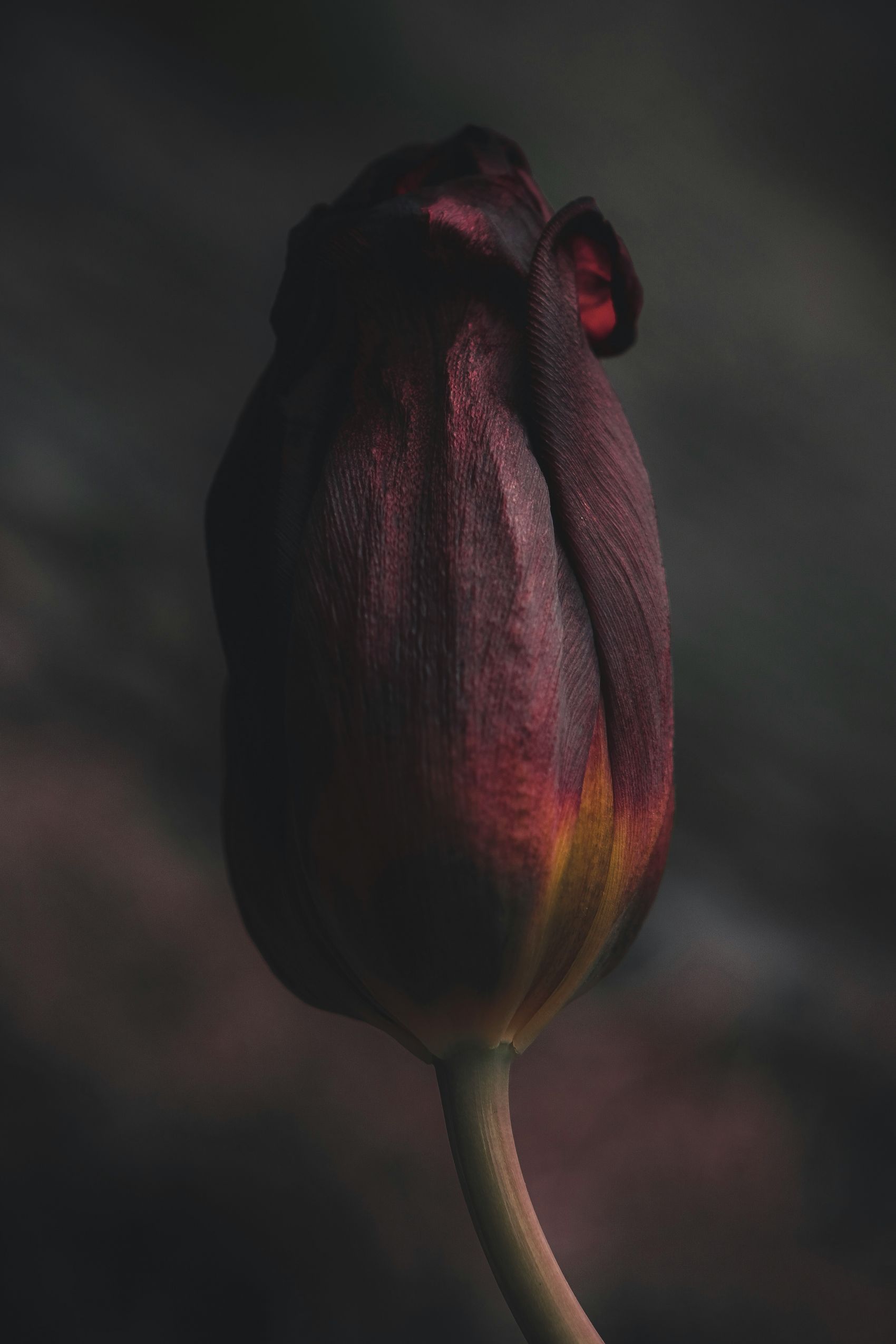 暗黑色郁金香花瓣图片