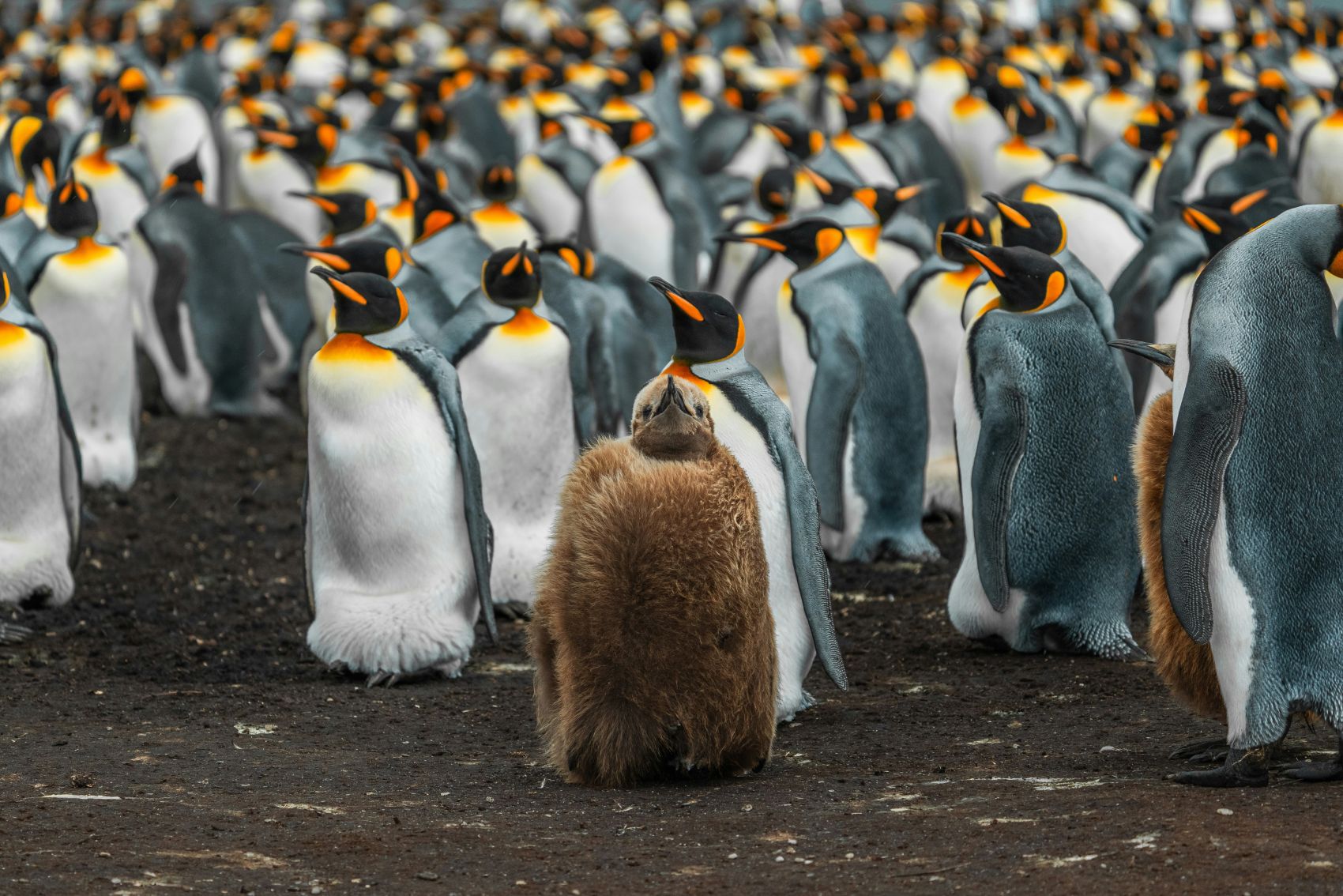 帝王企鹅群图片