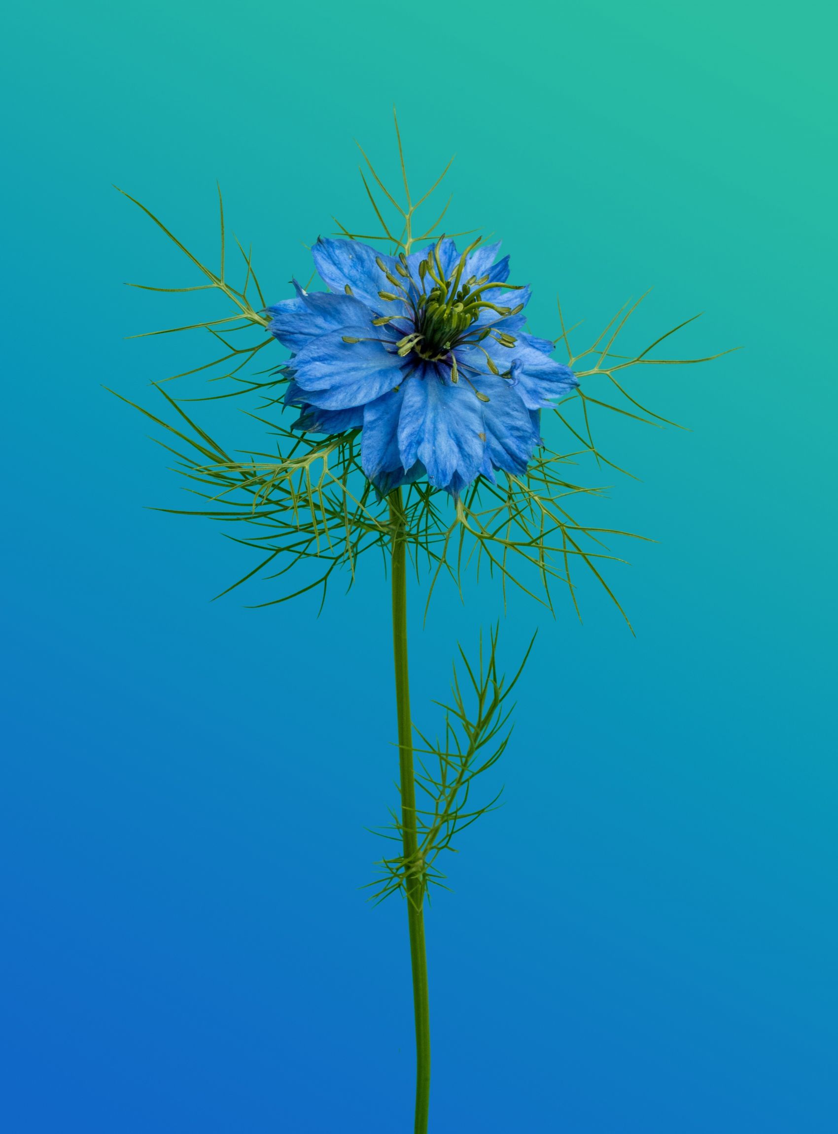 紫色黑种草植物图片