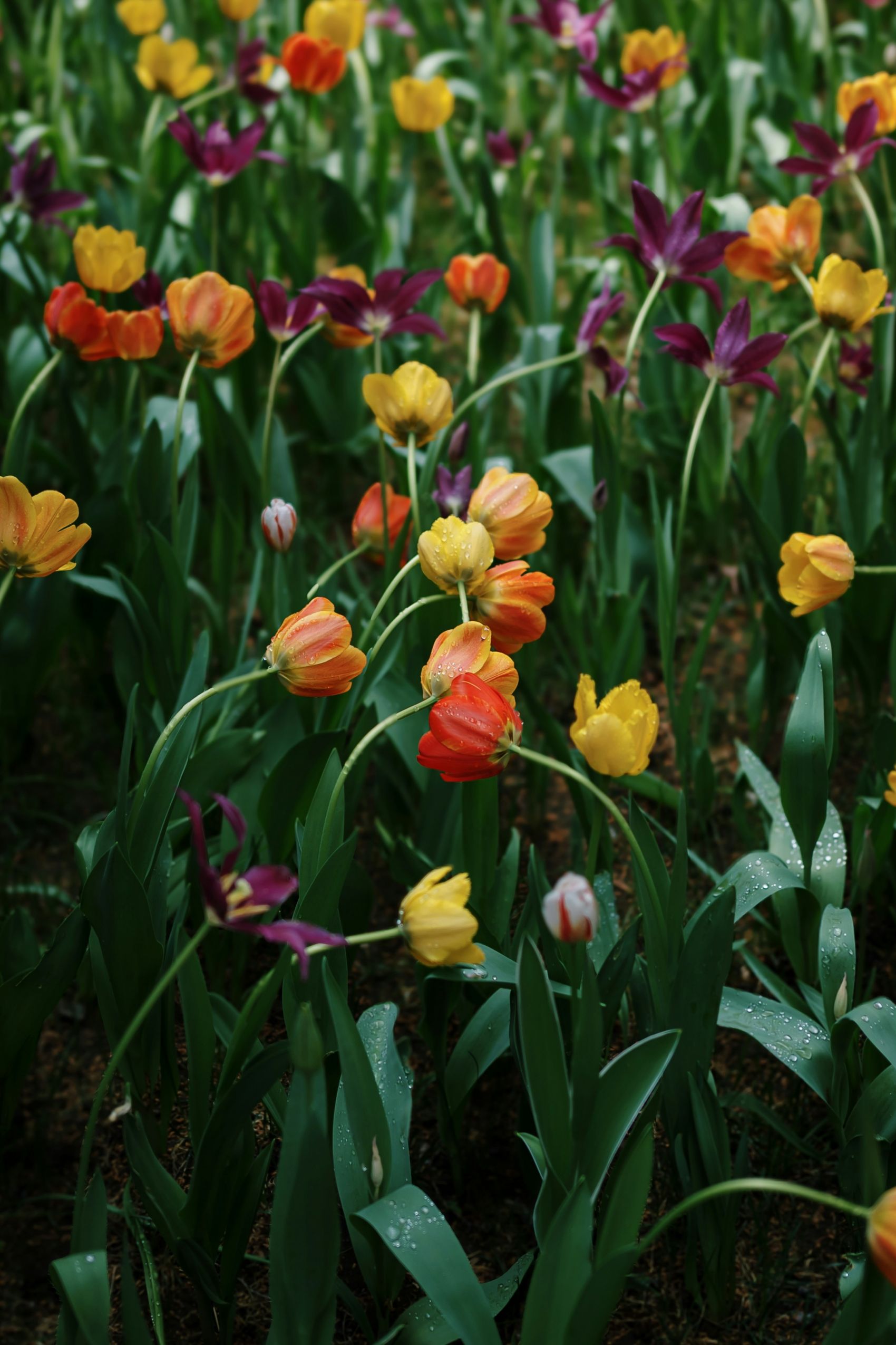 夏季郁金香虞美人花瓣图片