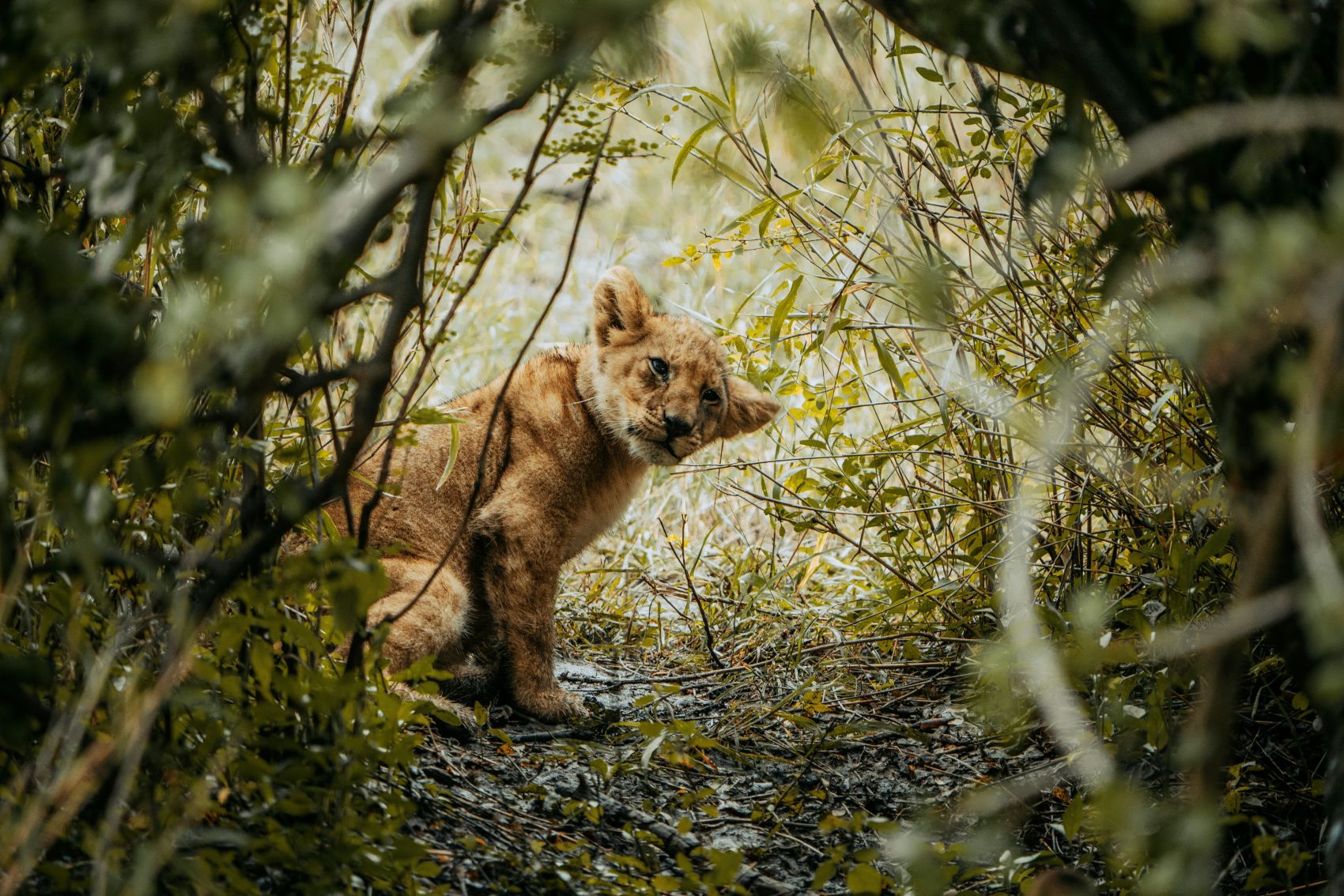 躲在草丛中的小狮子图片