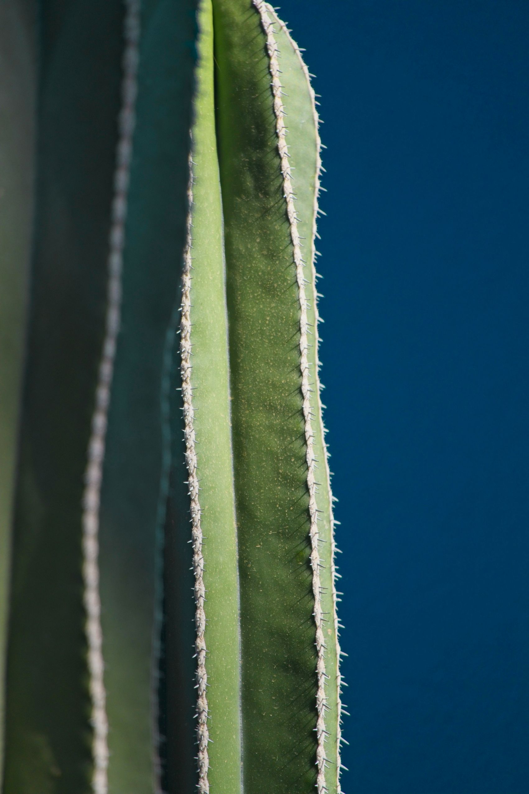 绿色霸王鞭荆棘植物图片