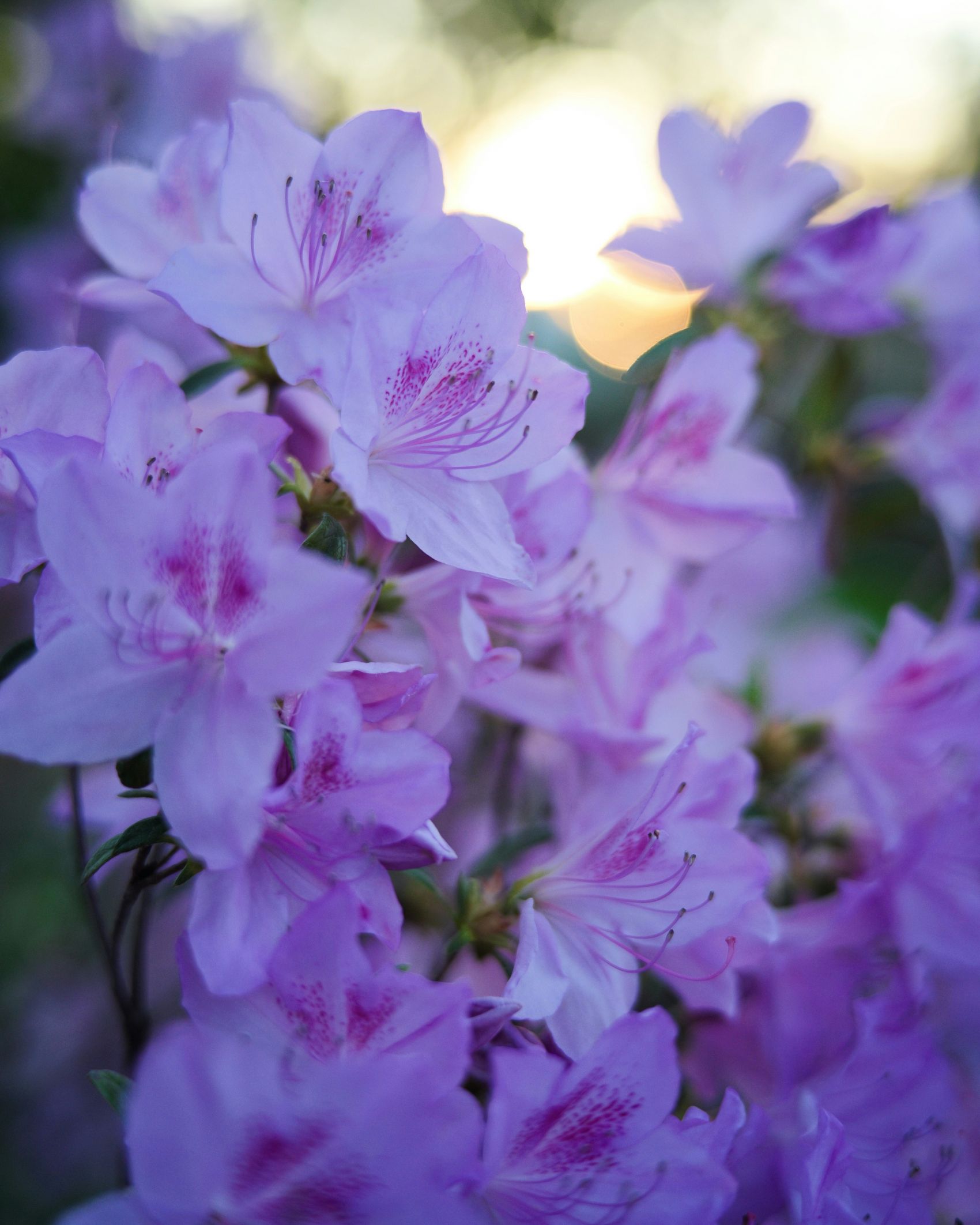 盛开的紫色杜鹃花图片