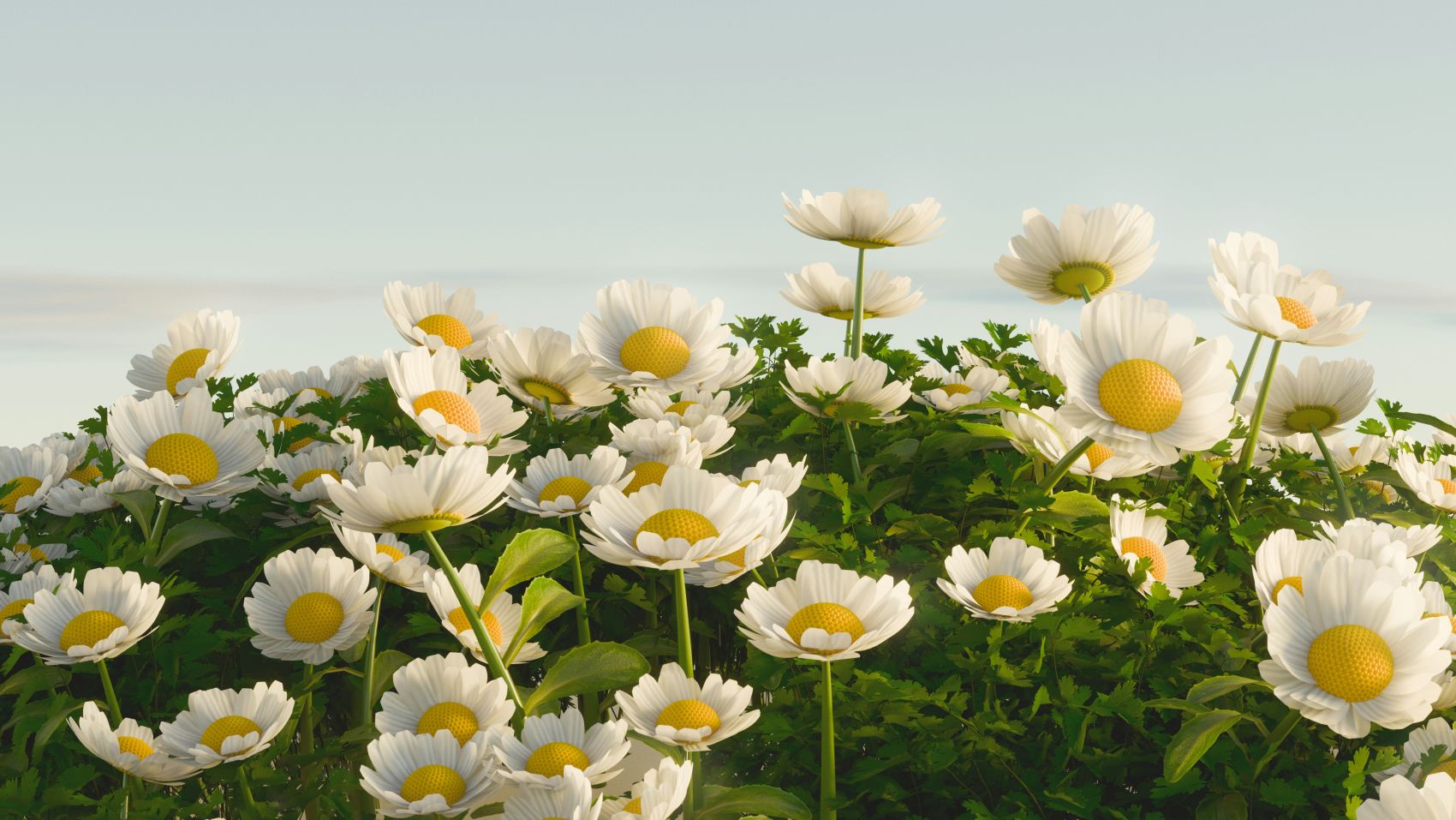 清新盛放自然的雏菊花海图景图片
