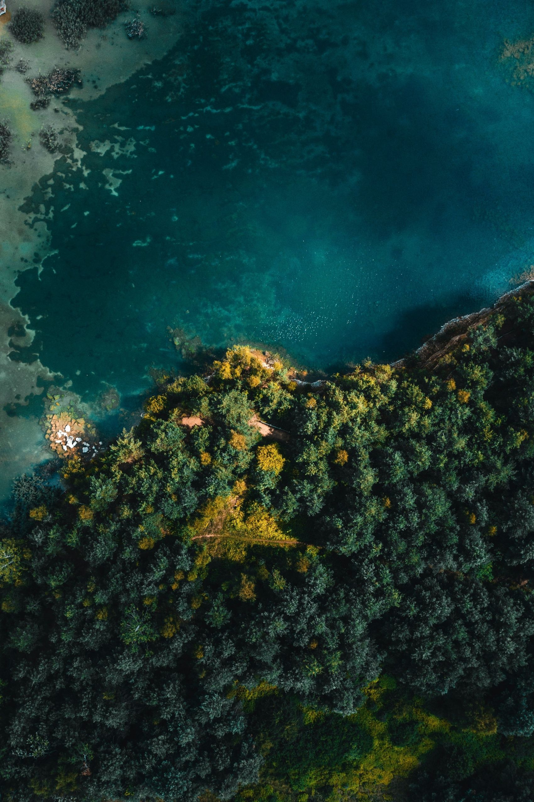 航拍自然-湖林交织的生态画卷图片