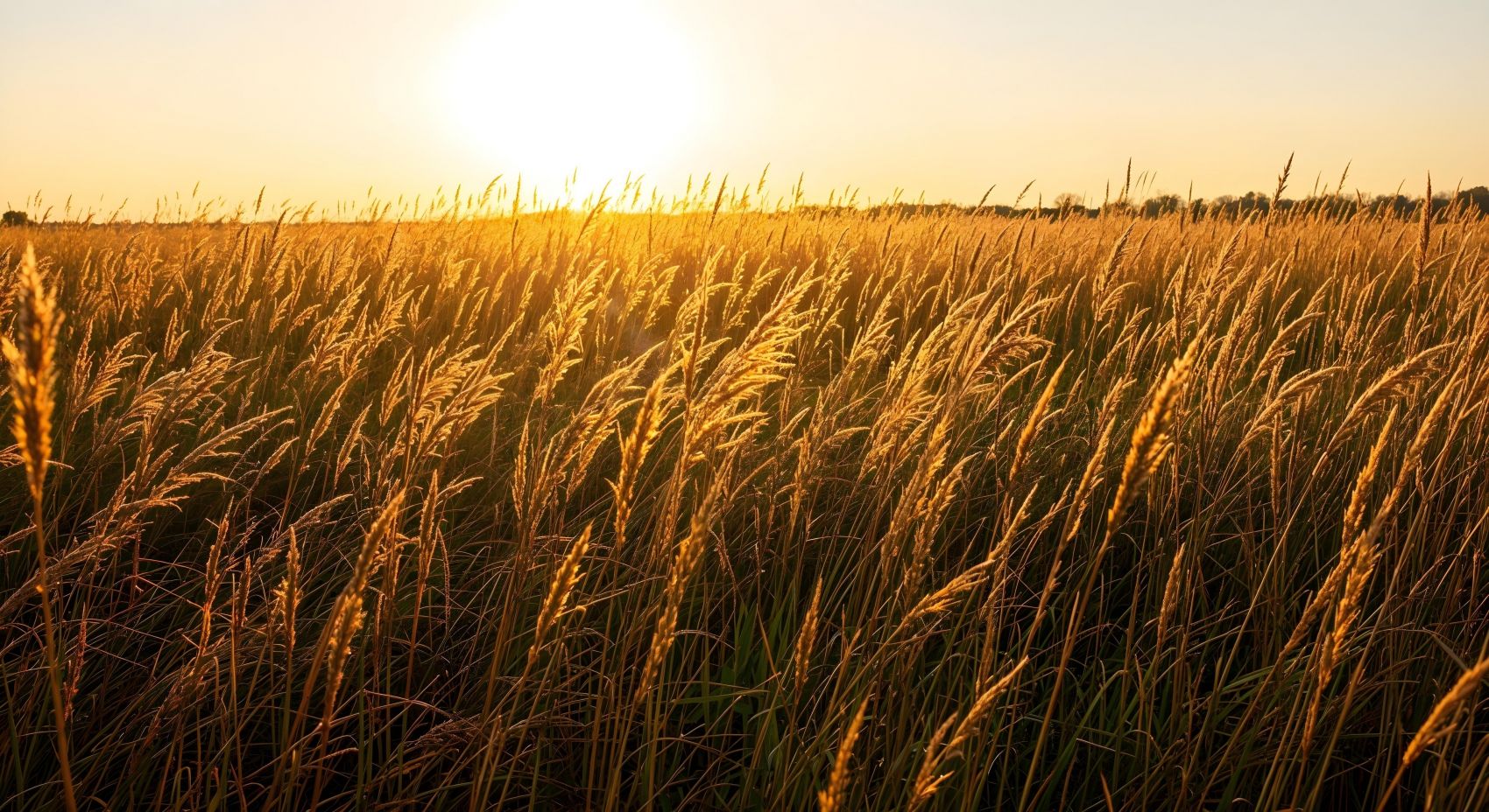 金色草野的落日浪漫图片