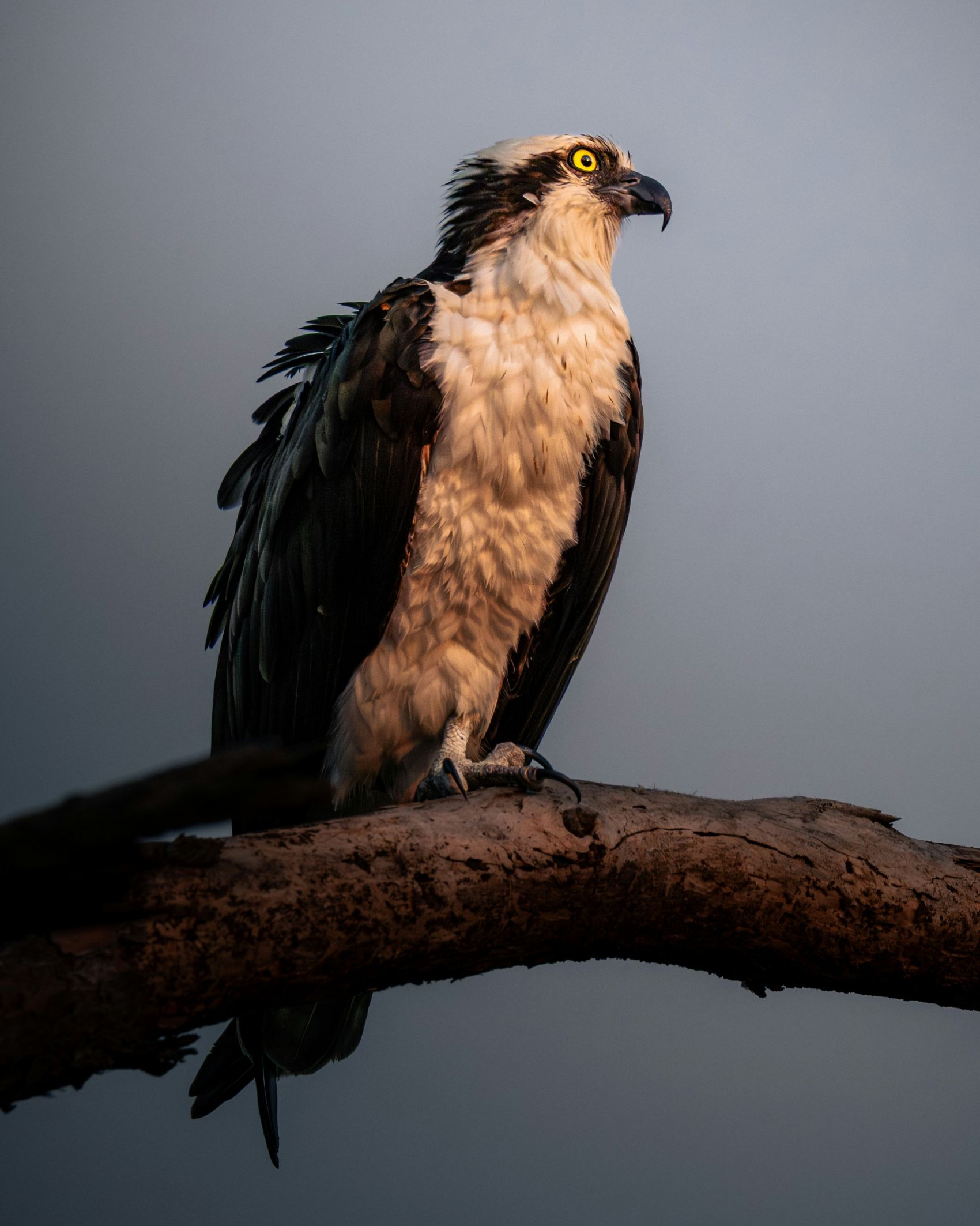 栖息在树枝上的猛禽图片