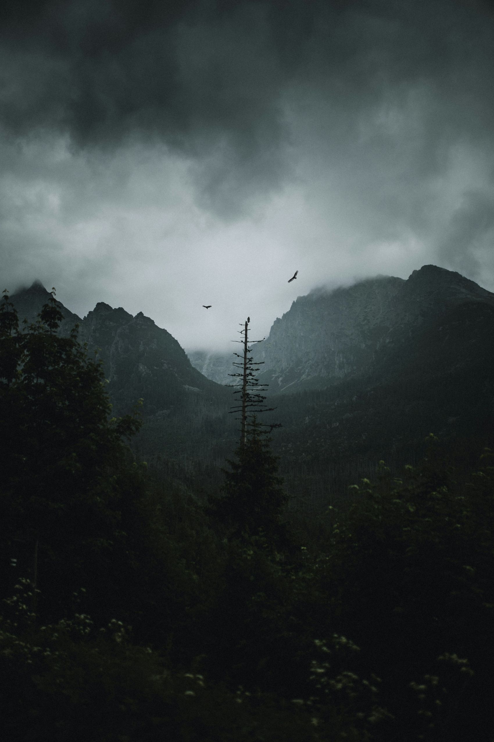 乌云笼罩下的山林与飞鸟图片