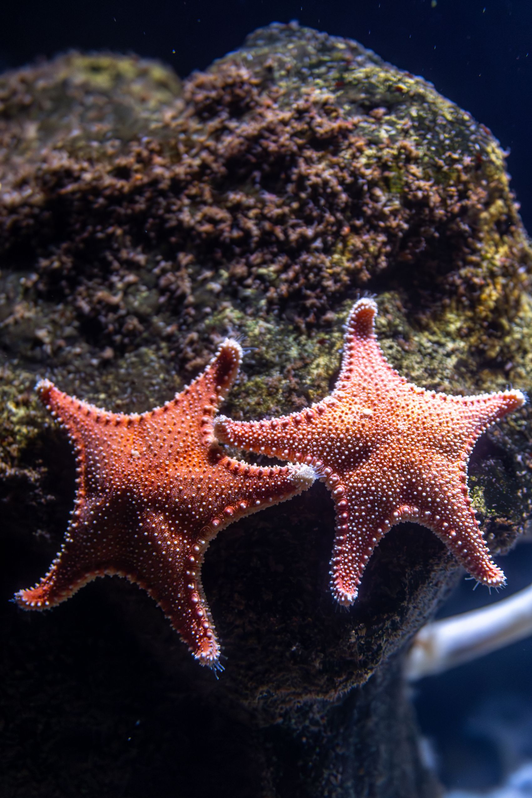 橙红海星礁石栖息特写:海底生态的细腻纹理视觉图片