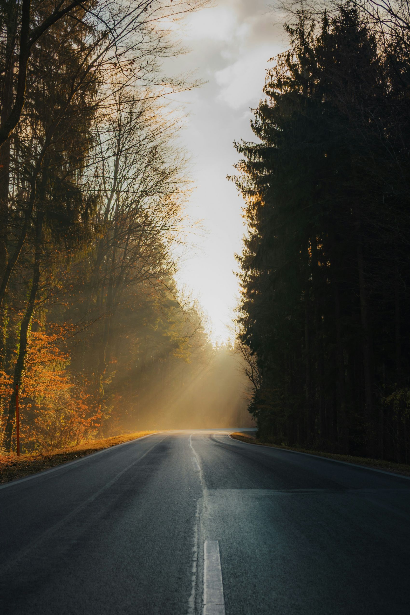 林间公路晨雾光影:暖调光束与森道曲线的秋日秘境风光摄影图片