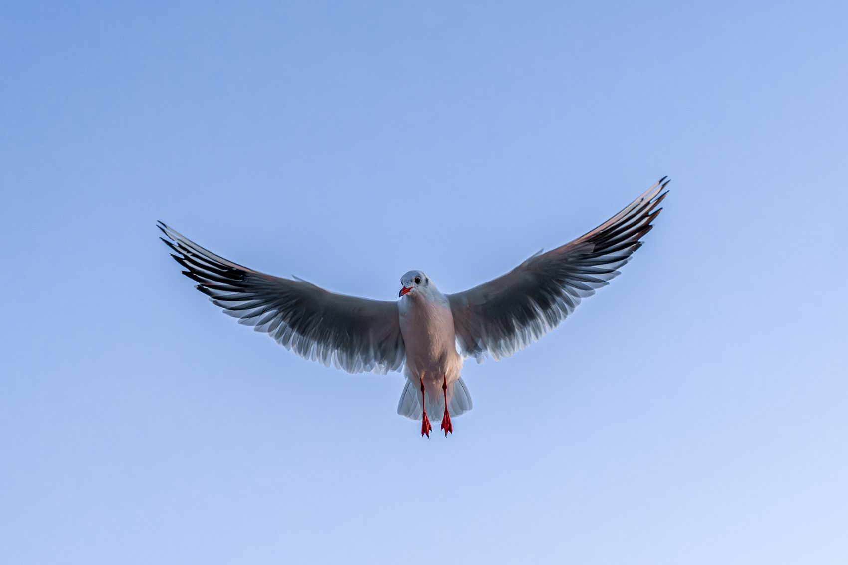 晴空海鸥展翅特写:白羽红喙水禽与淡蓝天幕的飞鸟生态摄影图片