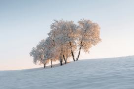 雪地上的树