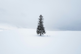 冬季雪景中的小松树