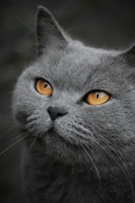灰色英国短尾猫
