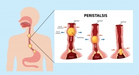 人体消化系统蠕动图示