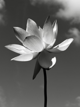 黑白光影下的荷花特写