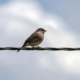 电线上的斑胸草雀