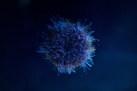 海洋中的紫色海胆