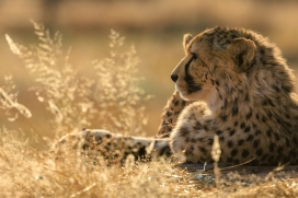 猎豹在草原的休憩时刻