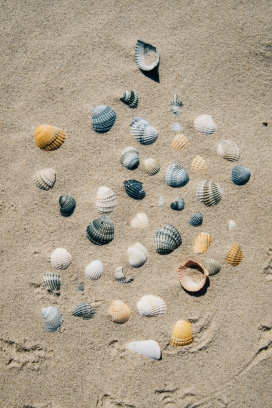 沙滩上的多彩贝壳