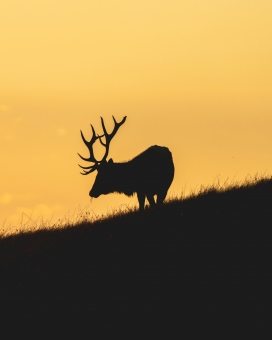 黄昏下的鹿影