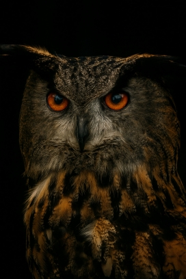 眼神锐利的猫头鹰特写