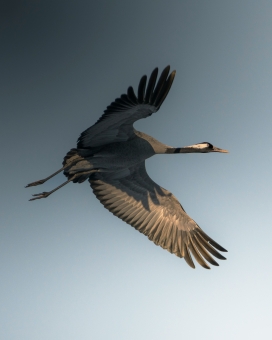 灰鹤飞翔自然摄影