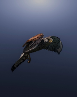 红隼翱翔于天际的猛禽英姿