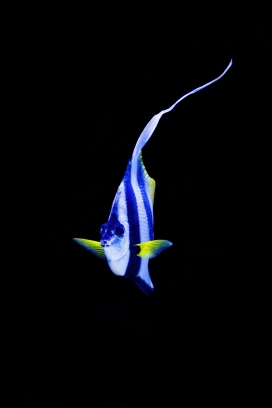 幽黑背景下的蓝白条纹长尾热带观赏鱼