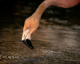 火烈鸟汲水特写：暖调羽色与水波纹的自然生态视觉