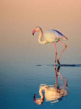 火烈鸟浅滩独栖特写：暖光水色交织的自然生态画面