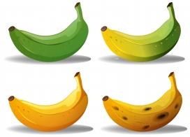 香蕉成熟过程插画：四阶段色彩渐变的水果质感视觉呈现