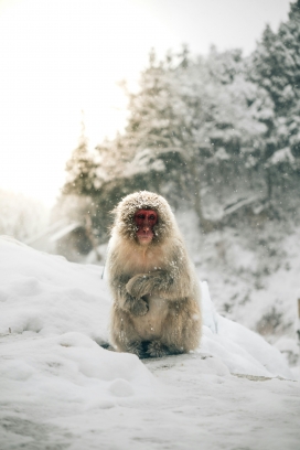 雪中日式猕猴特写：覆雪灵长类与雾雪山林的冬日生态摄影