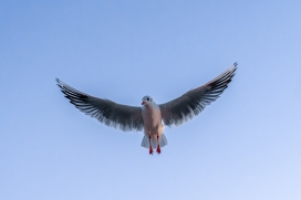 晴空海鸥展翅特写：白羽红喙水禽与淡蓝天幕的飞鸟生态摄影