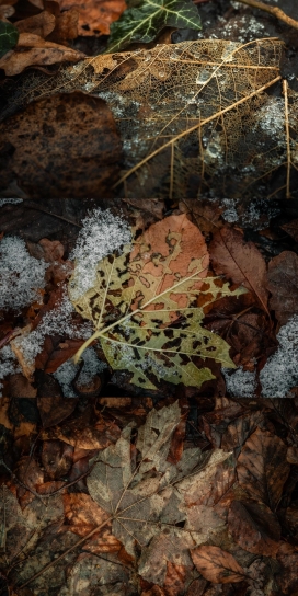 枯叶肌理 - 自然衰败美学微距摄影素材