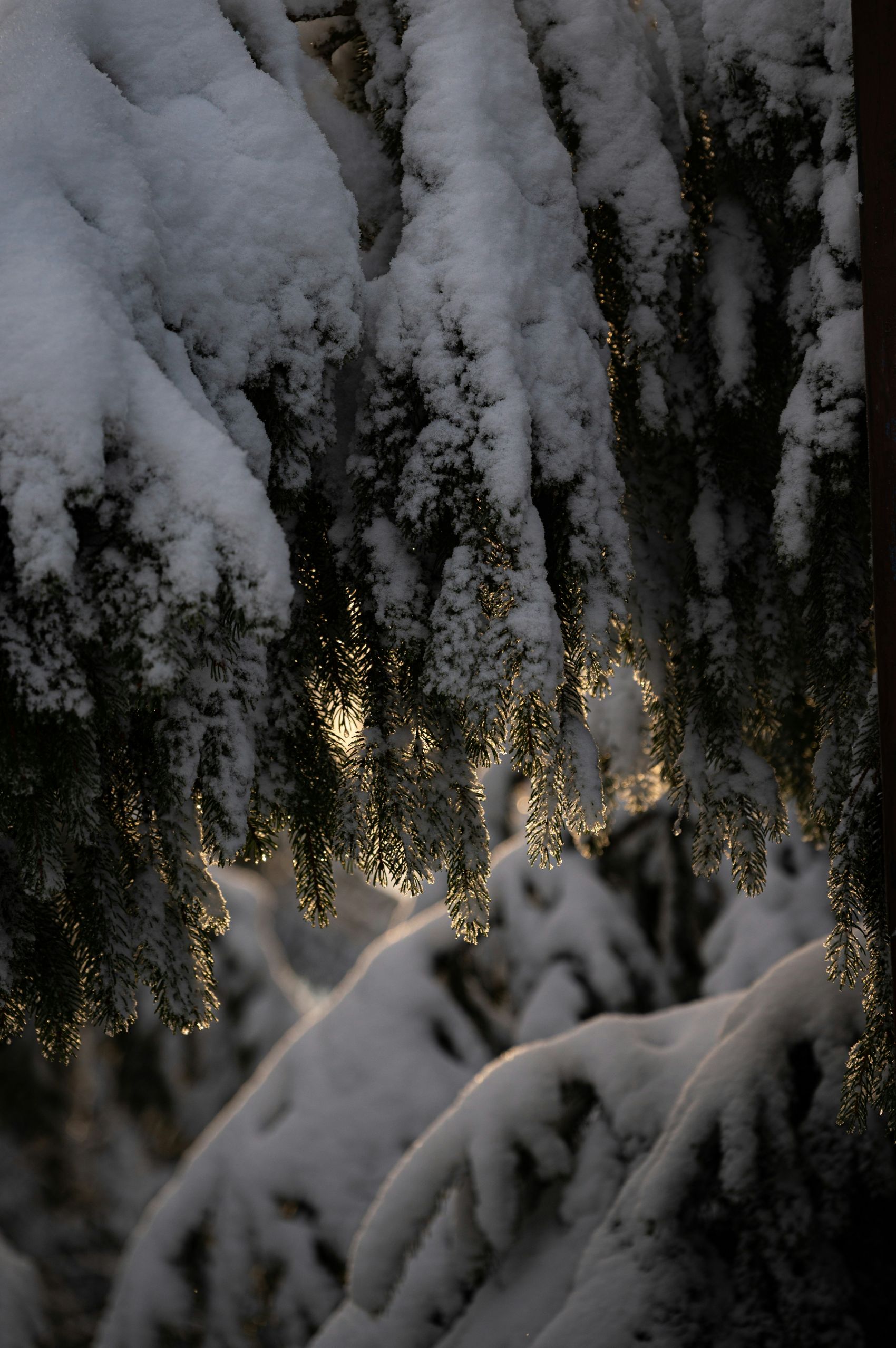 雪覆松枝的晨昏柔光:冬日林海的静谧自然摄影图片