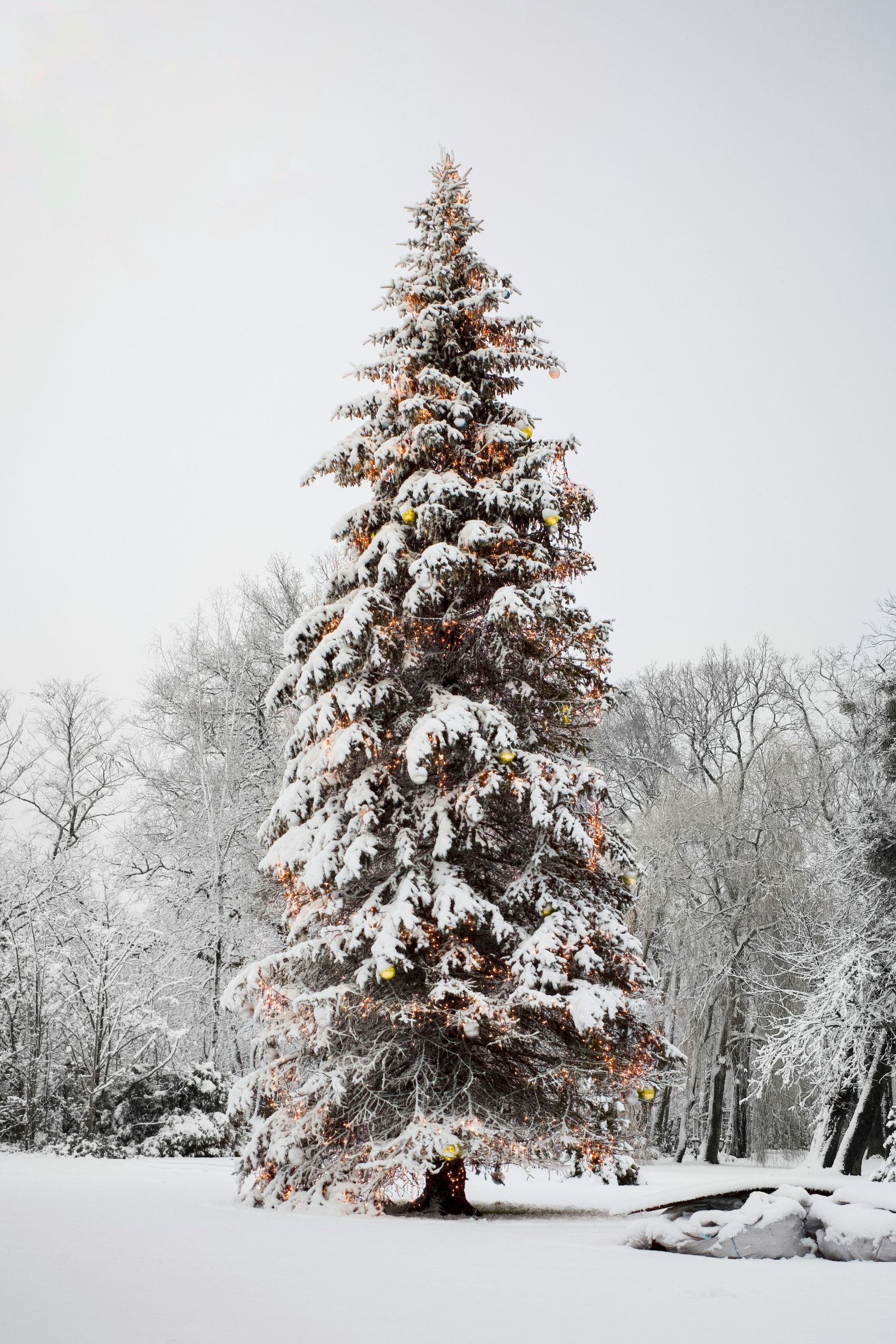 雪覆圣诞松:暖光装饰与冬日雪景交织的节日氛围摄影图片