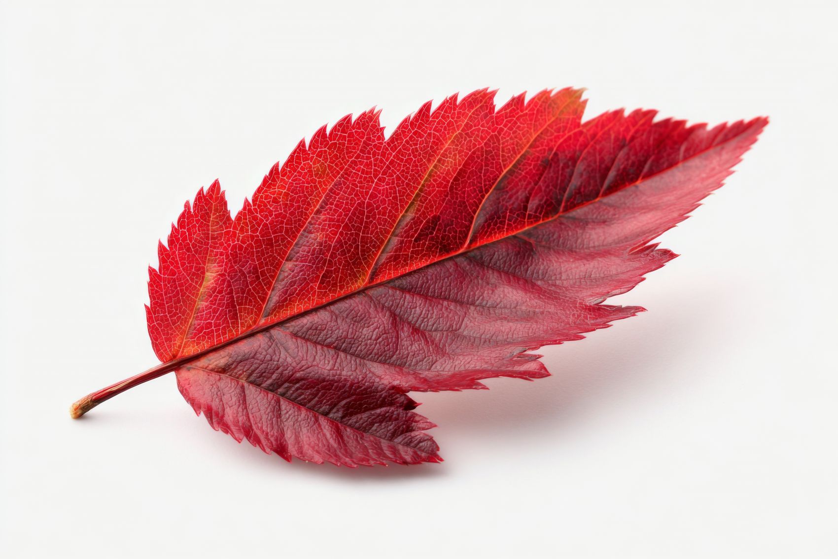 赤焰织脉:红叶的秋序肌理定格之美图片