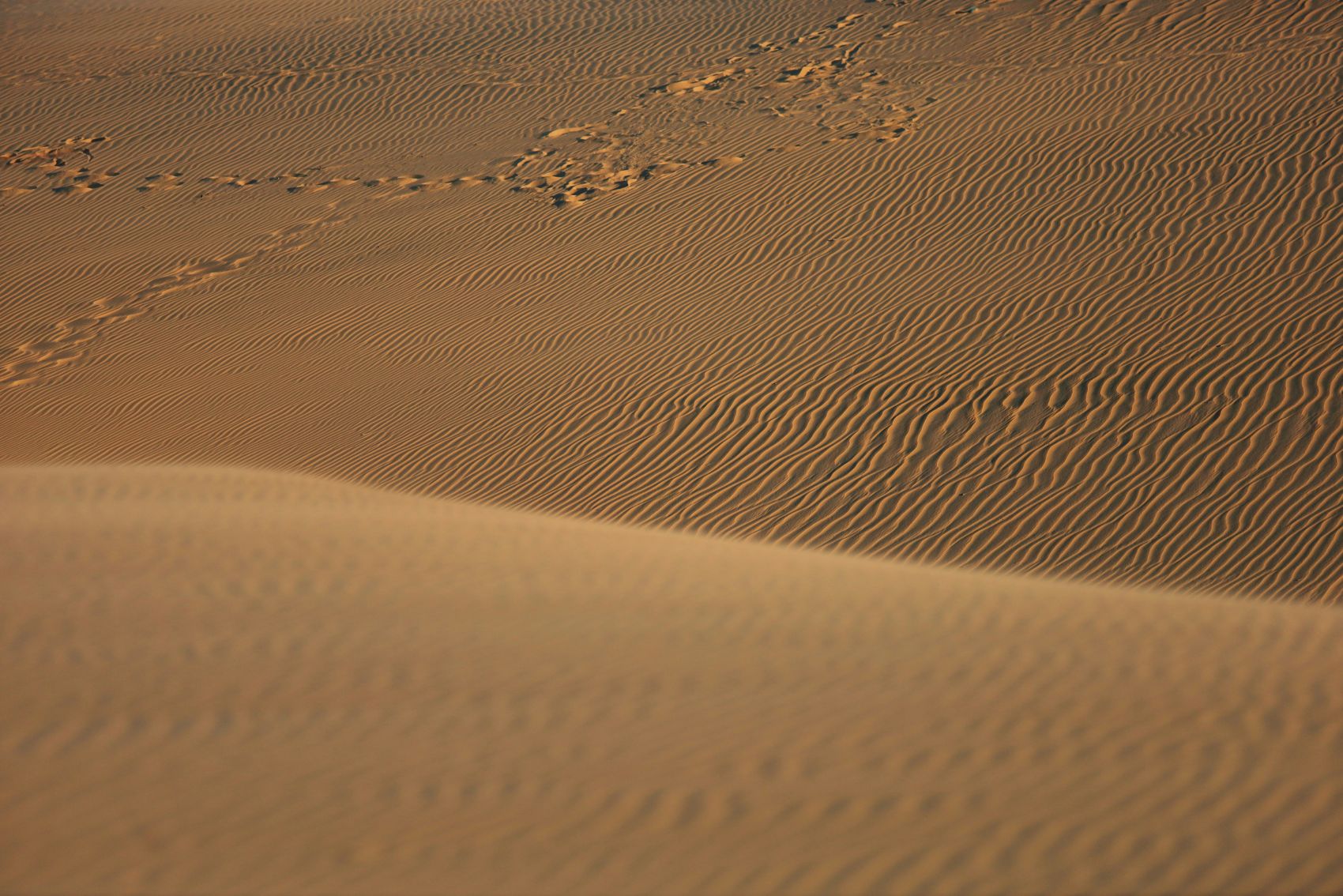 金浪织痕:荒漠沙丘的风刻肌理与履印叙事图片