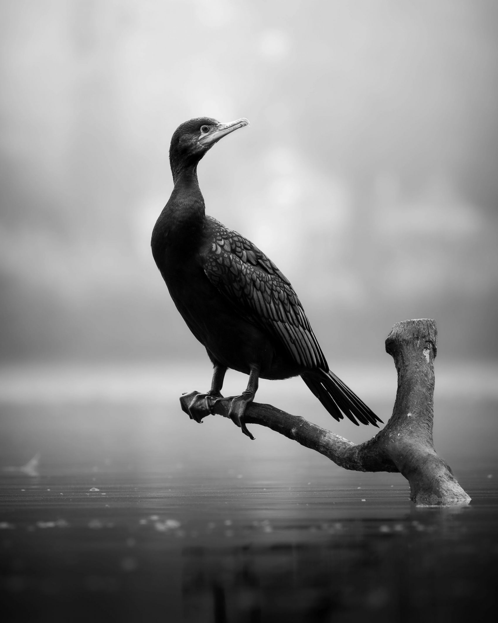 黑白野生动物摄影-黑白镜头下的水禽神态之美图片