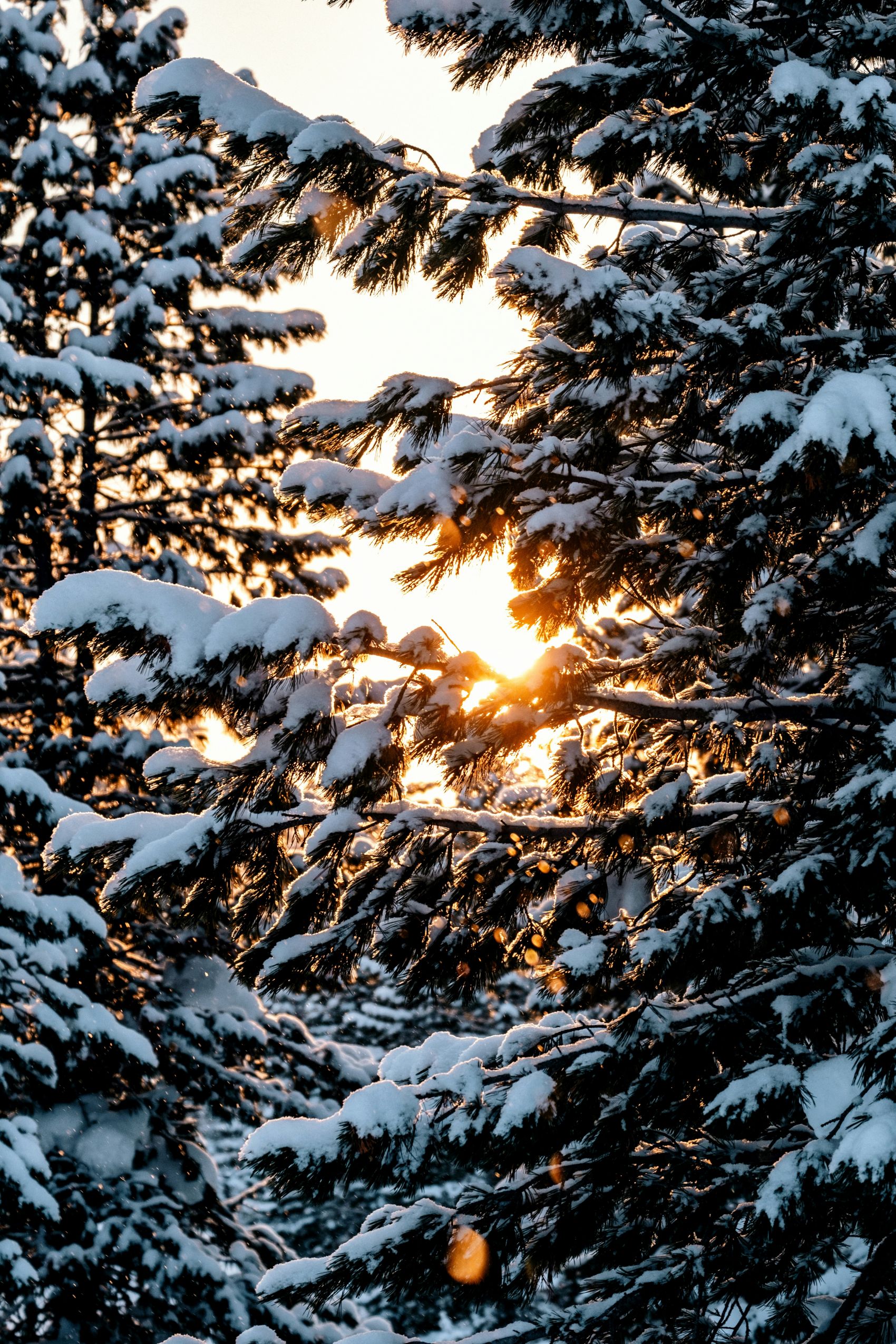 雪落松枝,暖阳穿林的冬日温柔序章图片