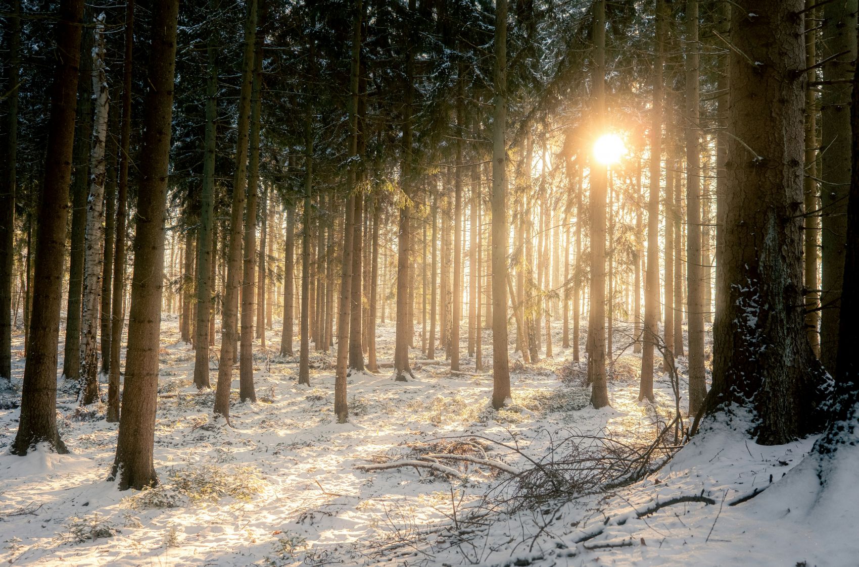 雪林沐光,冬日森林里的金色治愈图片