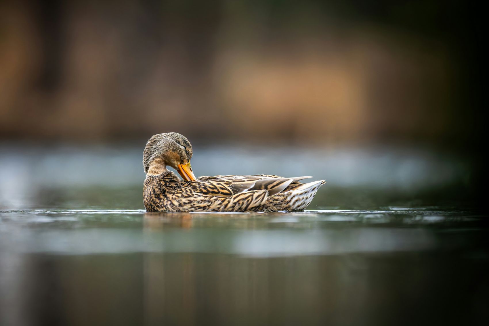 清塘羽影 - 绿头鸭的水域梳理时刻图片