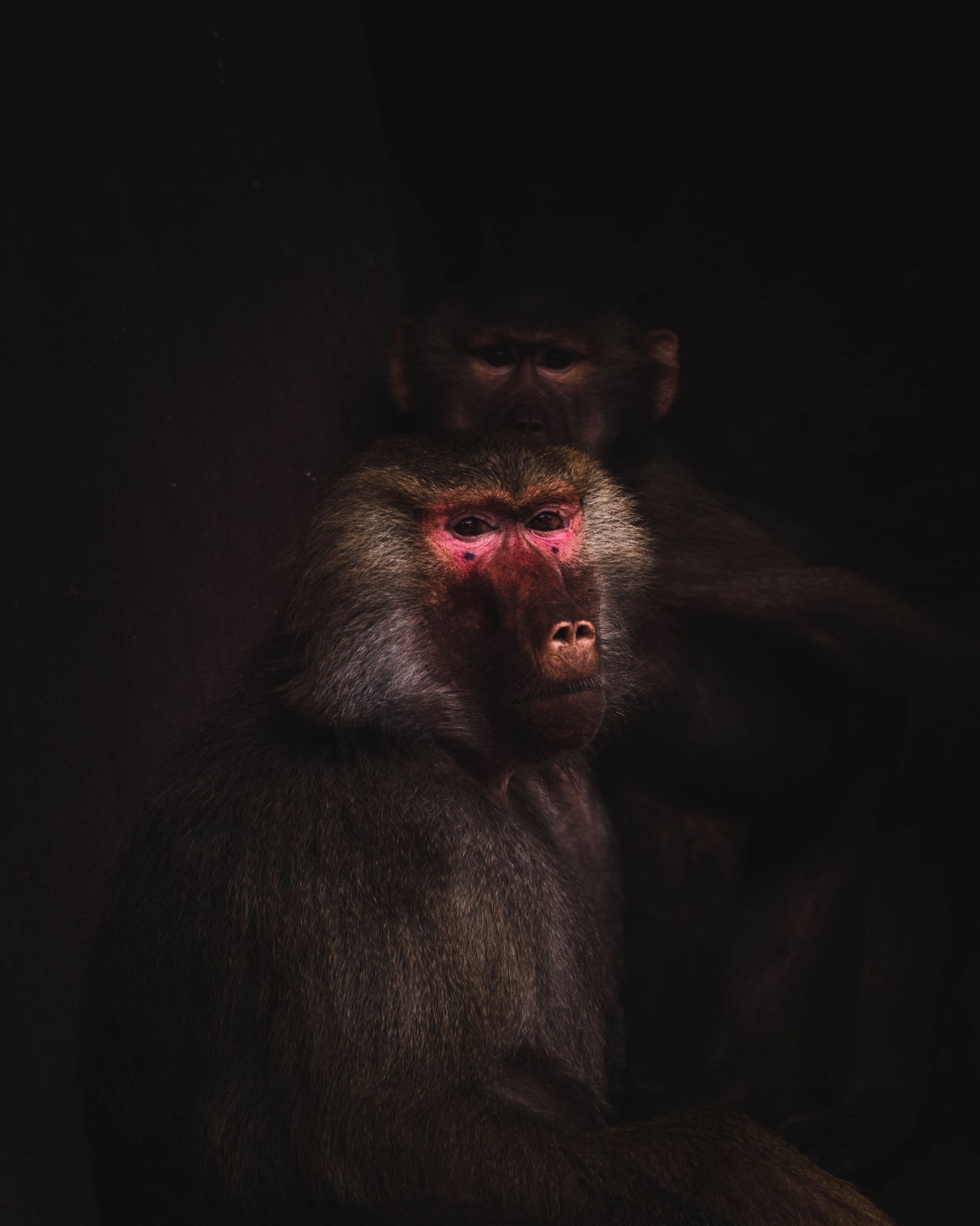 暗林低语 - 猕猴的静谧肖像图片