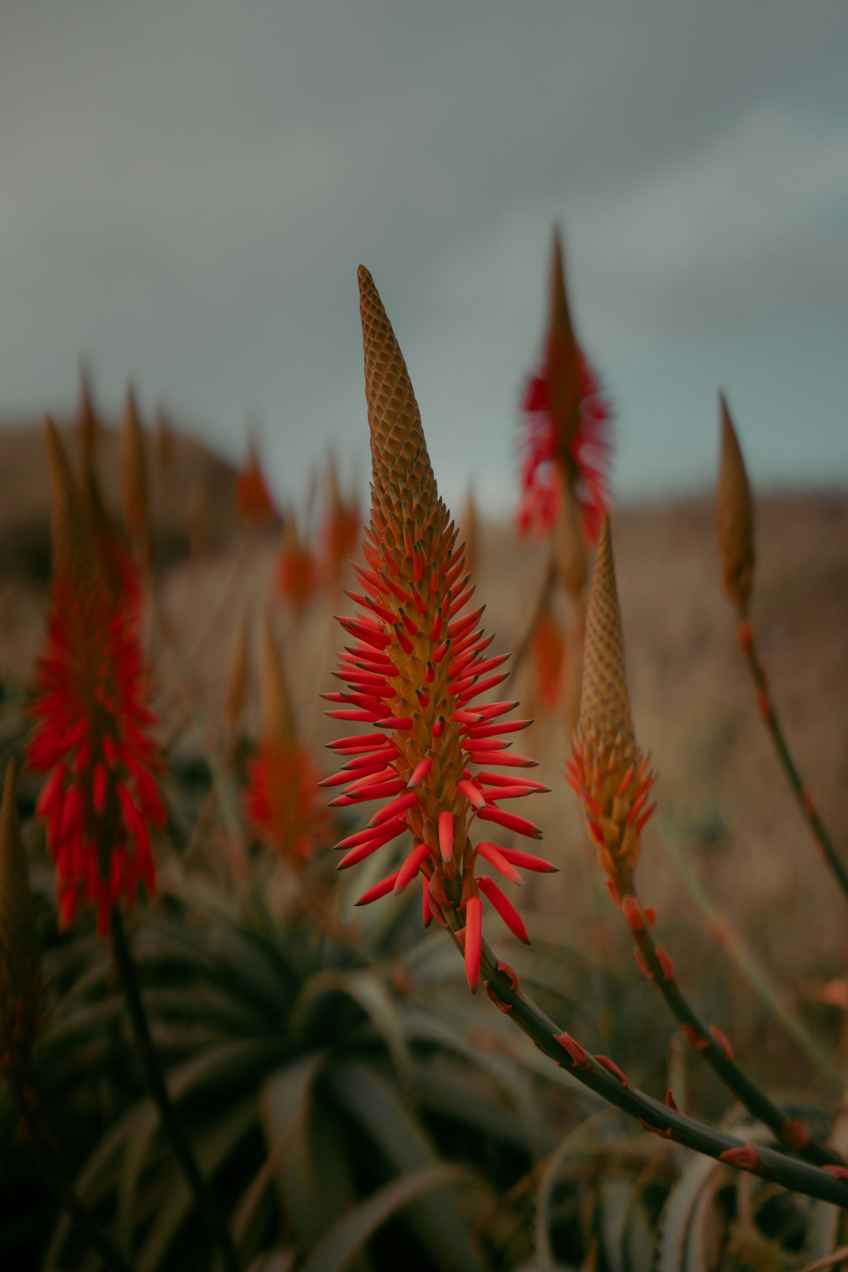 赤焰花序 - 芦荟花的野性生命力图片