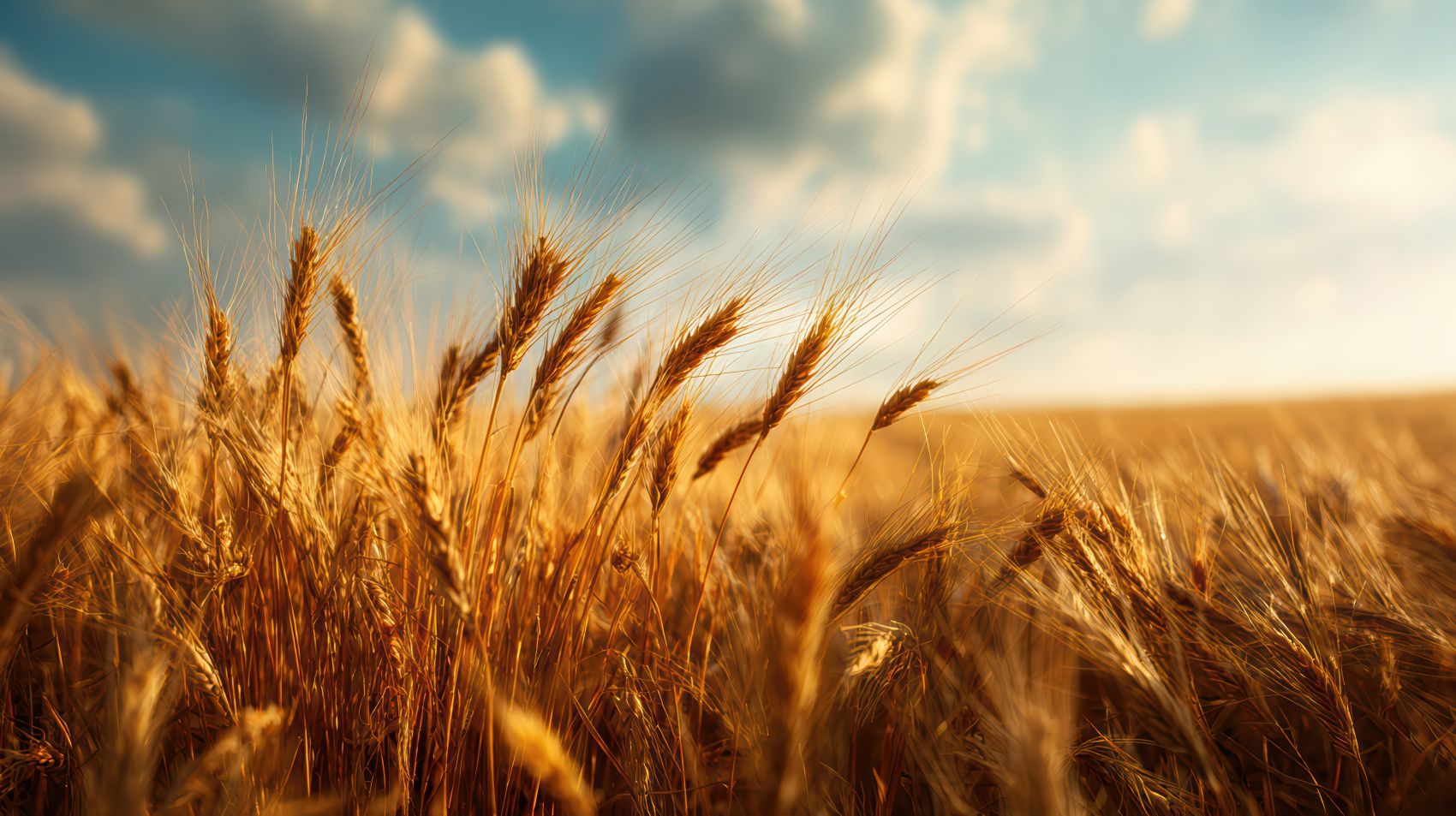 金浪麦芒 秋日麦田高清风景摄影图图片