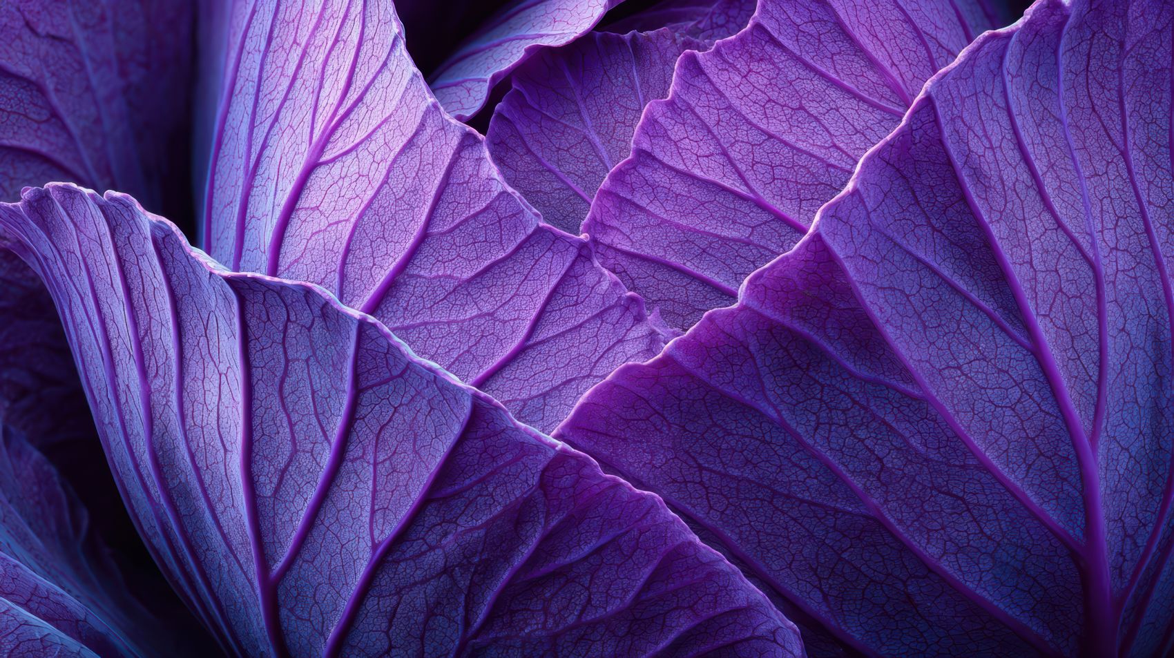 紫甘蓝叶纹 自然肌理美学图片