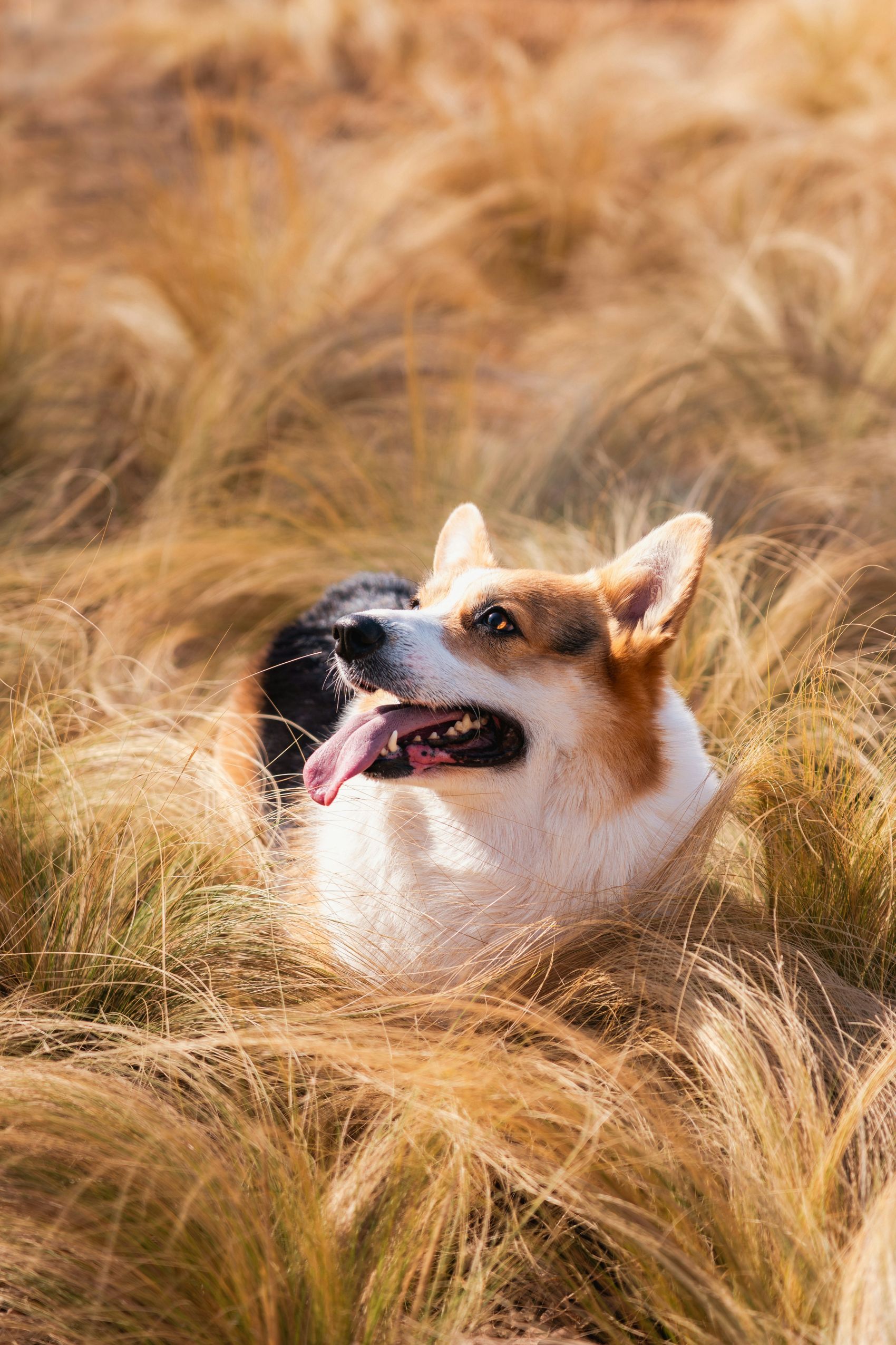 金草柯基 户外萌宠治愈写真图片