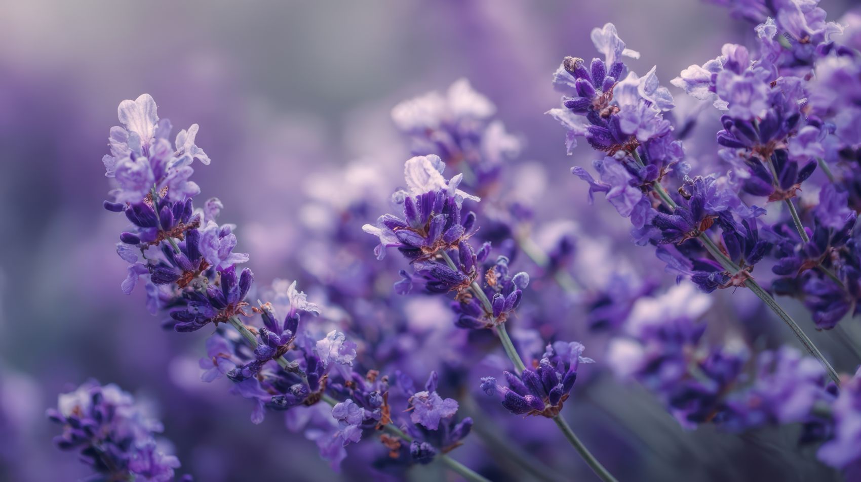 紫韵薰衣草 治愈花海特写图片