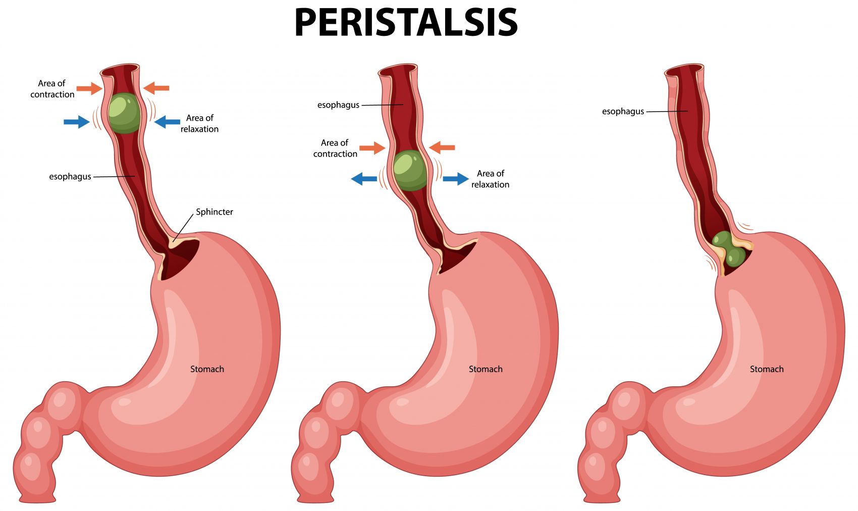 食管蠕动过程 生理科普示意图图片